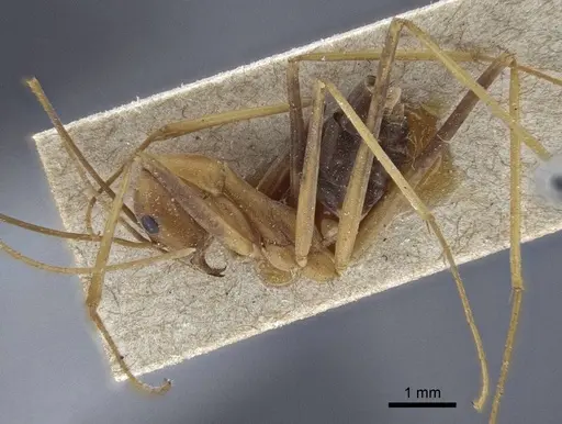 Leptomyrmex rufipes - CASENT0916611