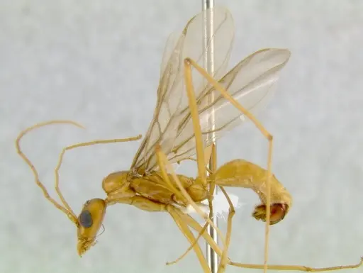 Leptomyrmex rufithorax specimen