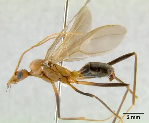 Leptomyrmex tibialis specimen