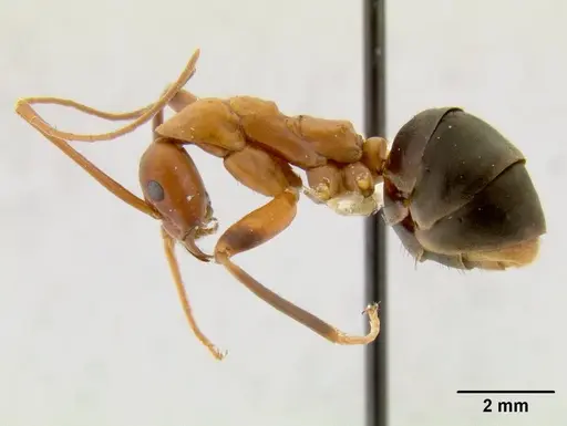 Leptomyrmex tibialis - CASENT0012166
