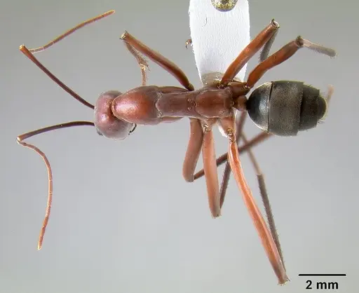Leptomyrmex tibialis - CASENT0127067