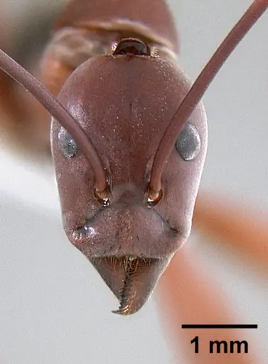 Leptomyrmex tibialis - CASENT0127067