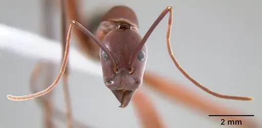 Leptomyrmex tibialis - CASENT0127067
