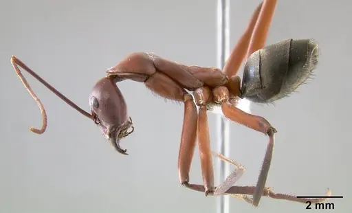 Leptomyrmex tibialis - CASENT0127067