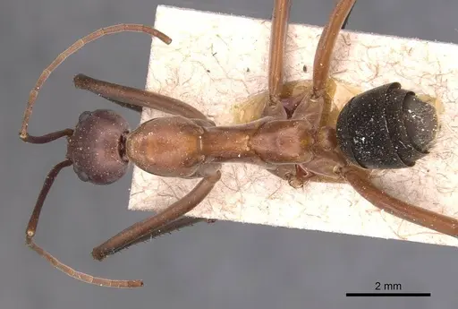 Leptomyrmex tibialis - CASENT0127374
