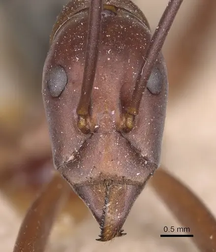 Leptomyrmex tibialis - CASENT0127374
