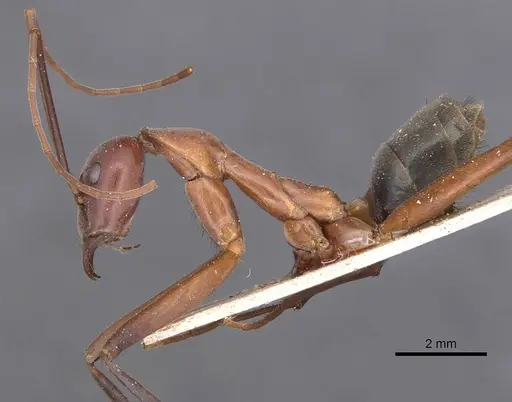Leptomyrmex tibialis - CASENT0127374