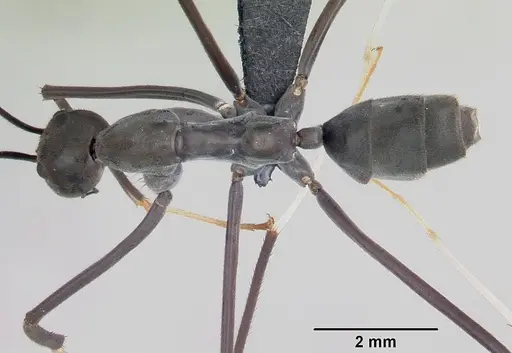Leptomyrmex unicolor - CASENT0069956