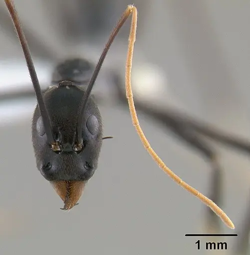 Leptomyrmex unicolor - CASENT0127081