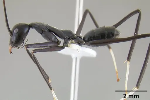 Leptomyrmex unicolor - CASENT0127081