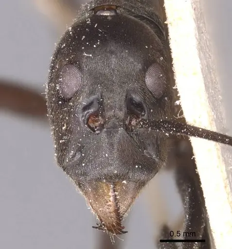 Leptomyrmex unicolor - CASENT0127387