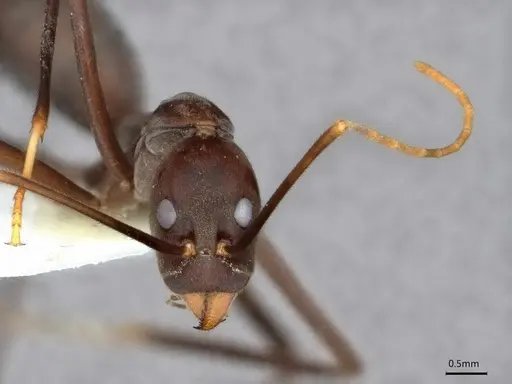 Leptomyrmex unicolor - CASENT0841228