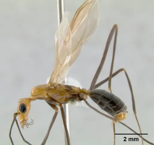 Leptomyrmex varians specimen
