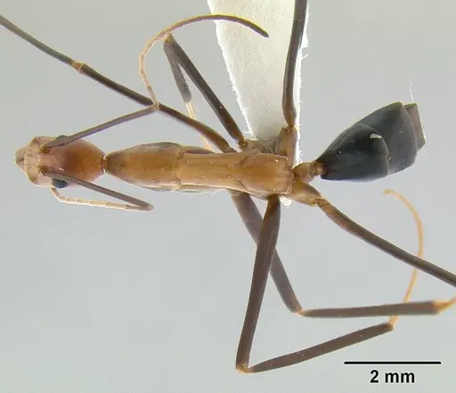 Leptomyrmex varians - CASENT0011997