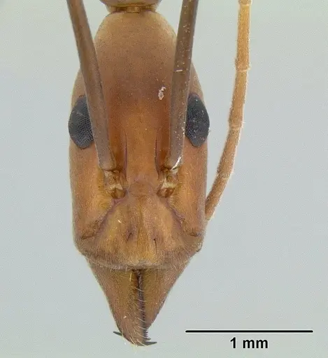 Leptomyrmex varians - CASENT0011997