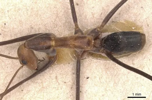 Leptomyrmex varians - CASENT0127378