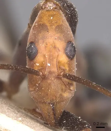 Leptomyrmex varians - CASENT0127378