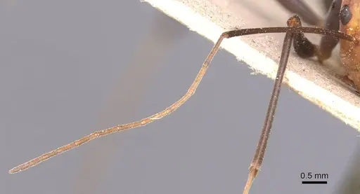 Leptomyrmex varians - CASENT0127378