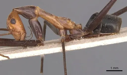 Leptomyrmex varians - CASENT0127378