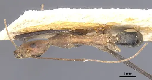 Leptomyrmex varians - CASENT0127415