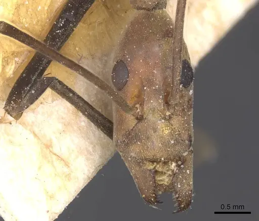 Leptomyrmex varians - CASENT0127415