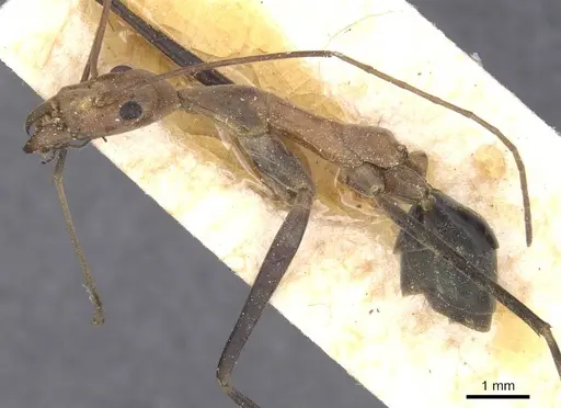 Leptomyrmex varians - CASENT0127415