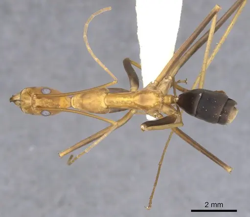 Leptomyrmex varians - CASENT0902941
