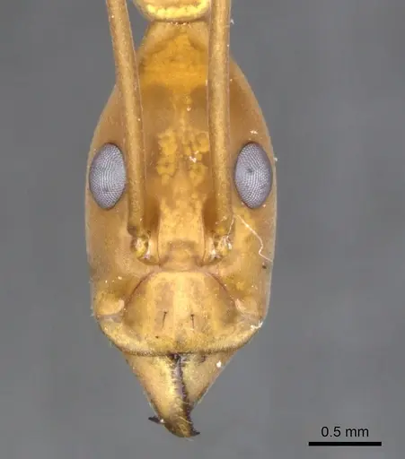 Leptomyrmex varians - CASENT0902941