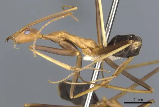 Leptomyrmex varians - CASENT0902941