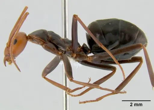 Leptomyrmex wiburdi specimen