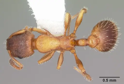 Leptothorax acervorum specimen