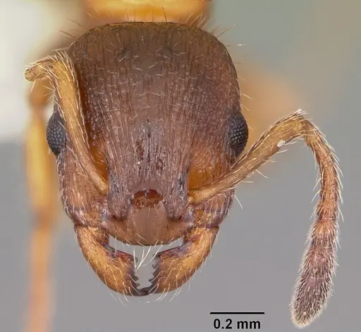 Leptothorax acervorum specimen