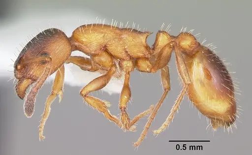 Leptothorax acervorum specimen