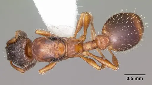 Leptothorax acervorum - CASENT0104846