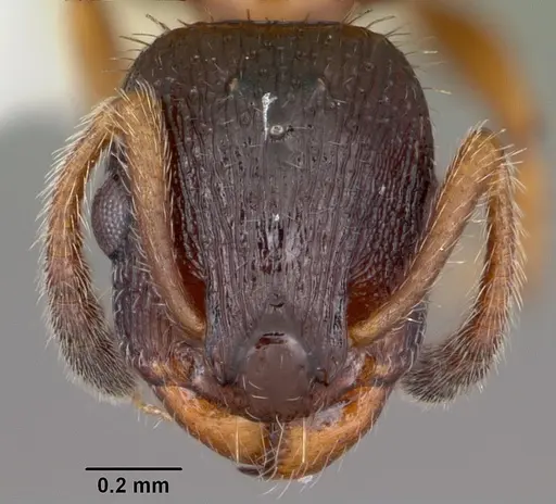 Leptothorax acervorum - CASENT0104846