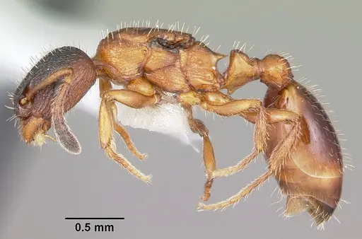 Leptothorax acervorum - CASENT0104846