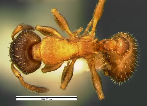 Leptothorax acervorum - CASENT0105612