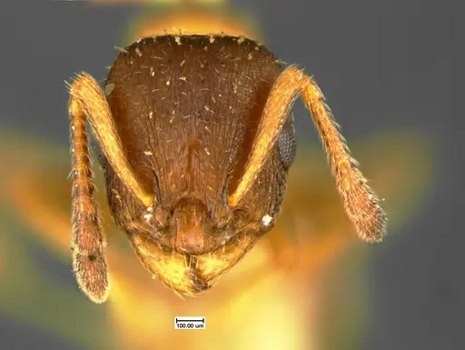 Leptothorax acervorum - CASENT0105612