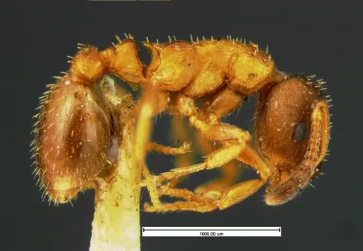 Leptothorax acervorum - CASENT0105612