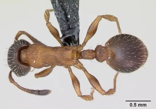Leptothorax acervorum - CASENT0173138