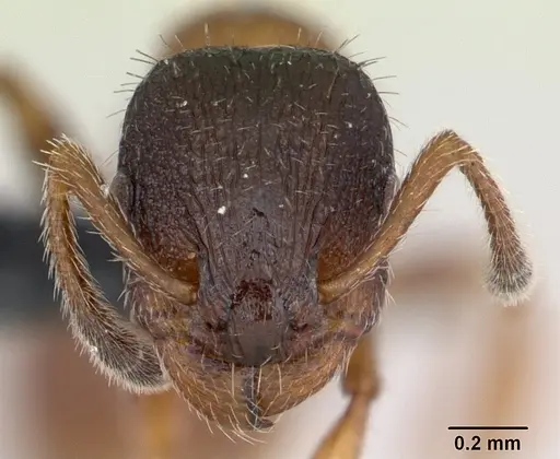 Leptothorax acervorum - CASENT0173138