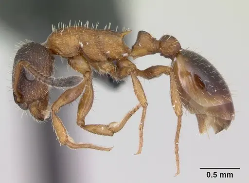 Leptothorax acervorum - CASENT0173138