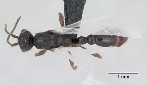 Leptothorax acervorum - CASENT0173139