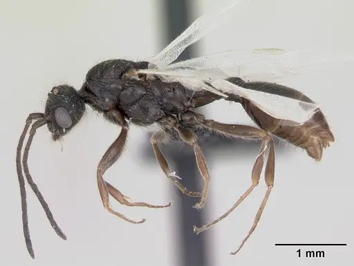 Leptothorax acervorum - CASENT0173139