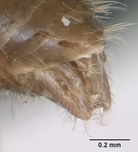 Leptothorax acervorum - CASENT0173139