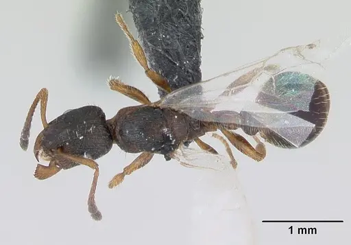 Leptothorax acervorum - CASENT0173140