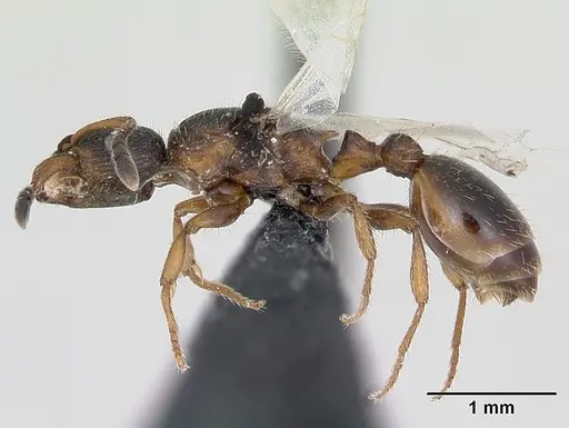 Leptothorax acervorum - CASENT0173140