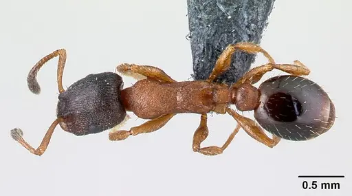 Leptothorax acervorum - CASENT0179926