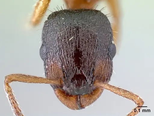 Leptothorax acervorum - CASENT0179926