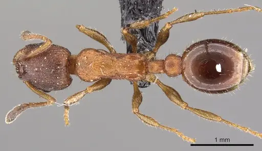 Leptothorax acervorum - CASENT0901769